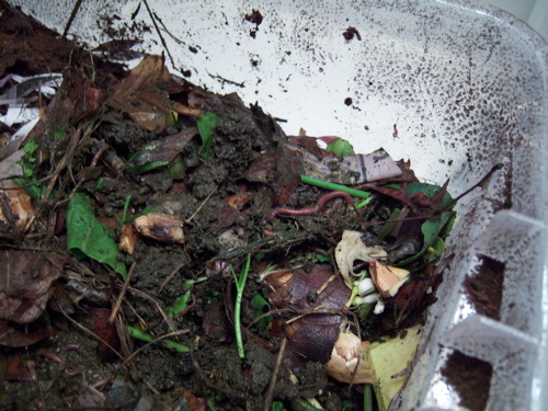 worms-2.JPG